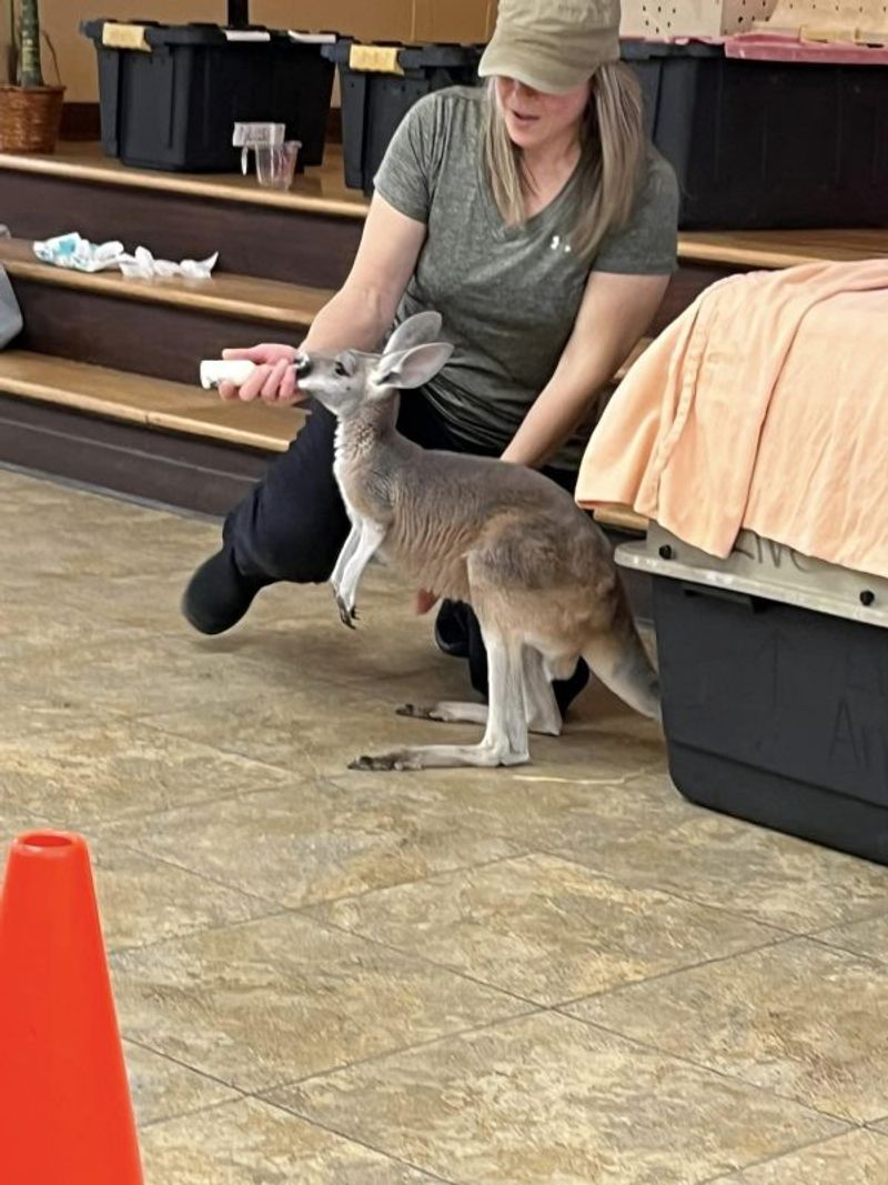 Kangaroos Add a Bounce to the Visit
