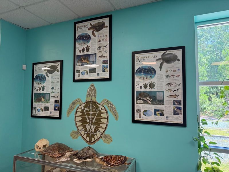 Karen Beasley Sea Turtle Rescue and Rehabilitation Center Karen Beasley Sea Turtle Rescue and Rehabilitation Center