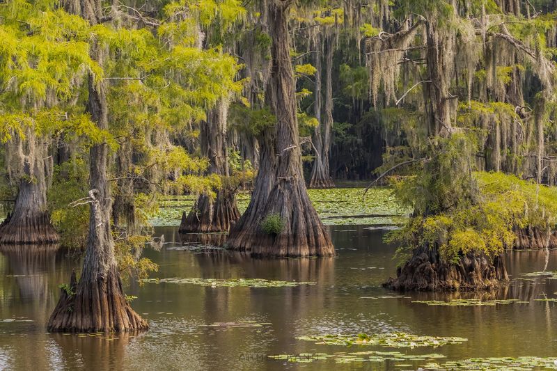Kayak through Caddo Lake Kayak through Caddo Lake