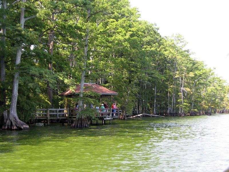 Keep Watch For Eagles, Herons, And Other Local Wildlife