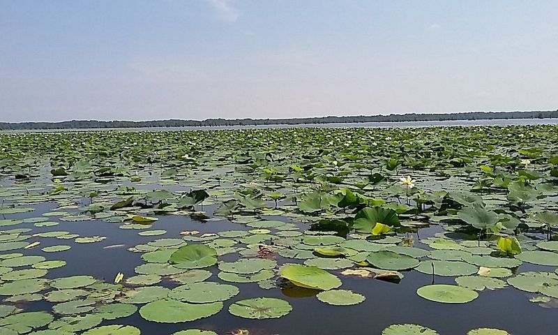 Knowledgeable Guides Bring The Lake's Story To Life