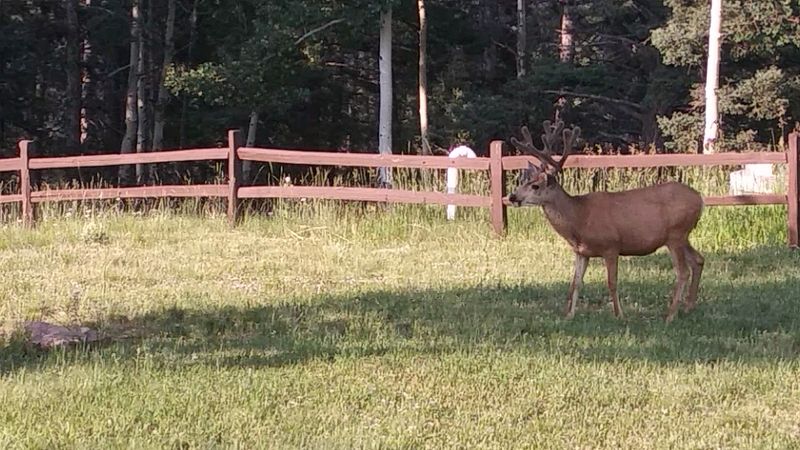 Wildlife Watching Without the Theme-Park Energy