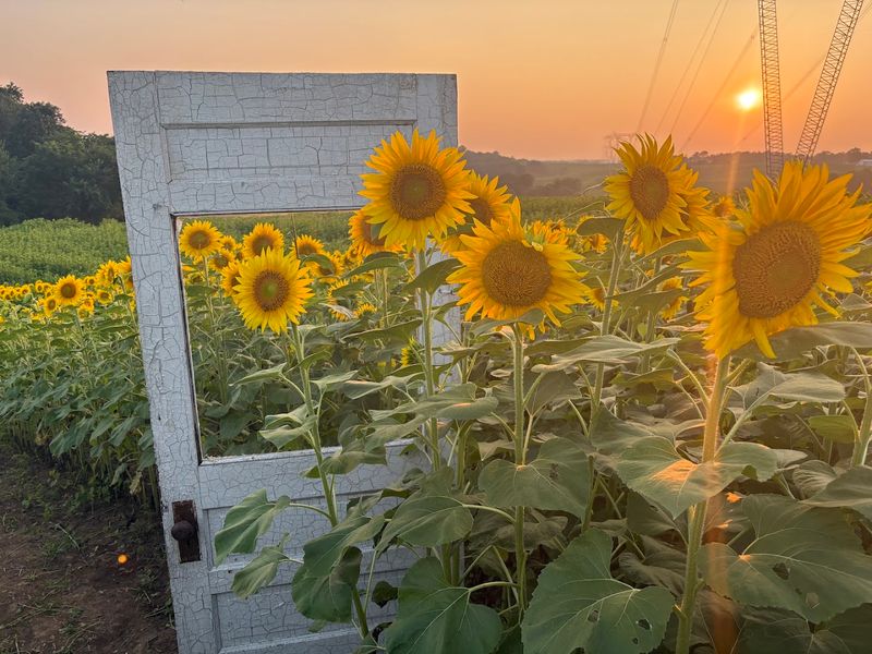 Lake’s Sunflower Field, Norwich Lake’s Sunflower Field, Norwich