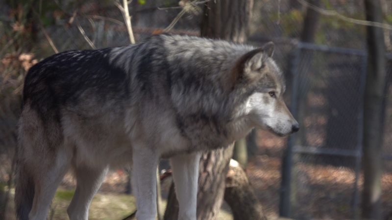 Lakota Wolf Preserve - Columbia Lakota Wolf Preserve - Columbia