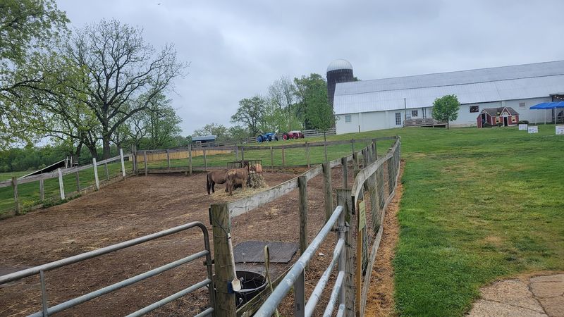 Lawn Games and Farm Animals Keep the Whole Family Entertained