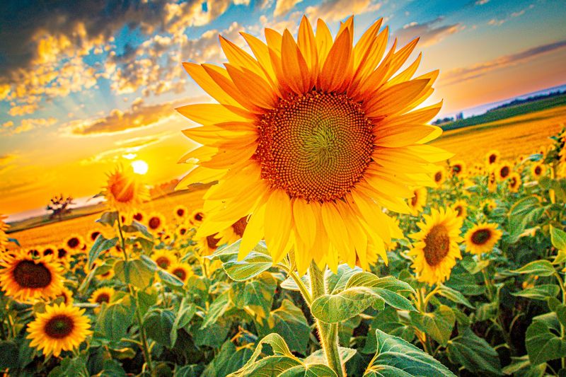 Lesher Poultry 2025 Sunflower Field Lesher Poultry 2025 Sunflower Field