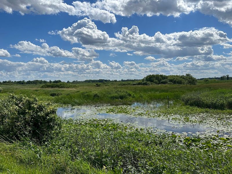 Magee Marsh Wildlife Area, Oak Harbor Magee Marsh Wildlife Area, Oak Harbor