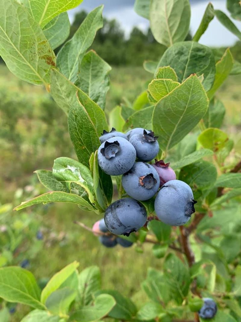 McCay Blueberry Farm - Chatsworth/Hammonton McCay Blueberry Farm - Chatsworth/Hammonton