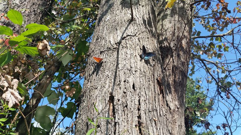 Meadows, Wetlands, and Hardwood Forests Create a Constantly Changing Landscape
