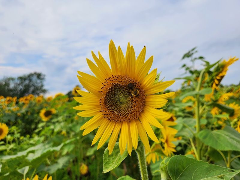 Medina Sunflower Farm, Wadsworth Medina Sunflower Farm, Wadsworth
