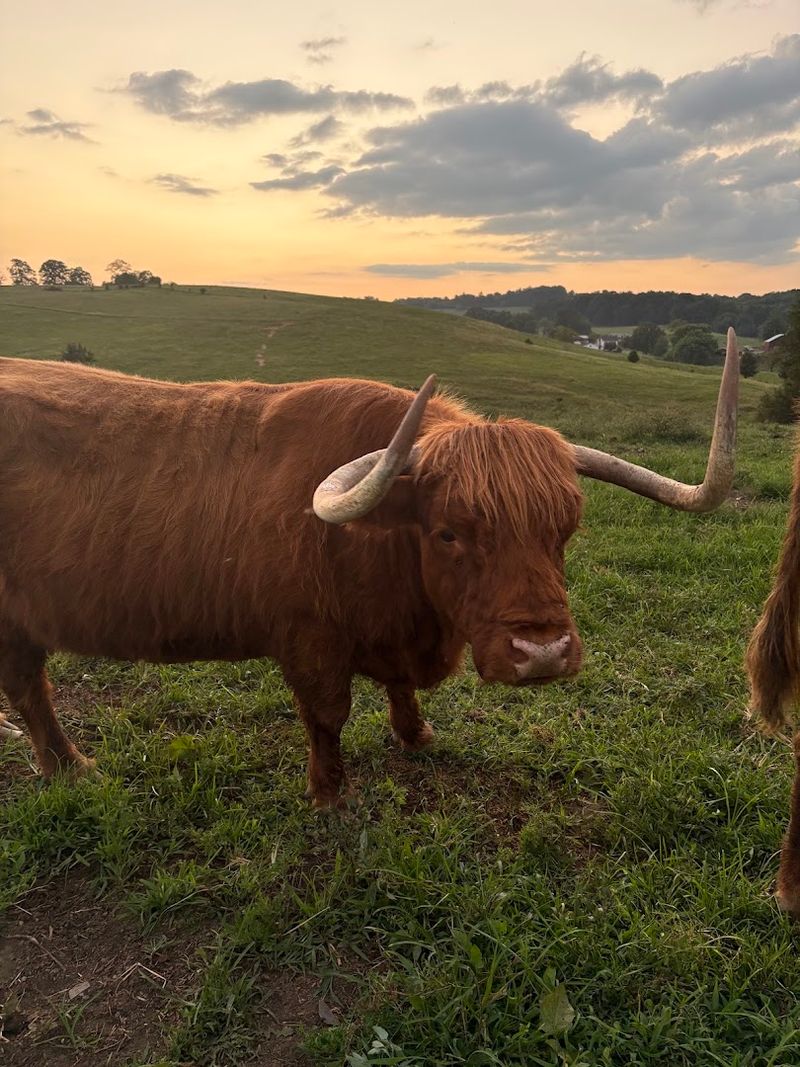 Meet The Farm's Fluffy Highland Cows Meet The Farm's Fluffy Highland Cows