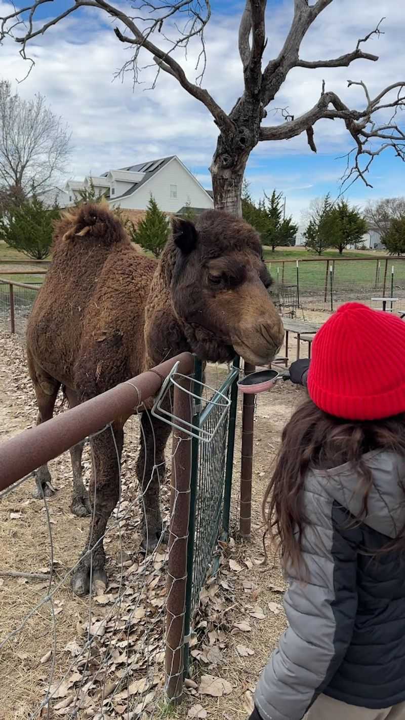 Meet the Camels Meet the Camels