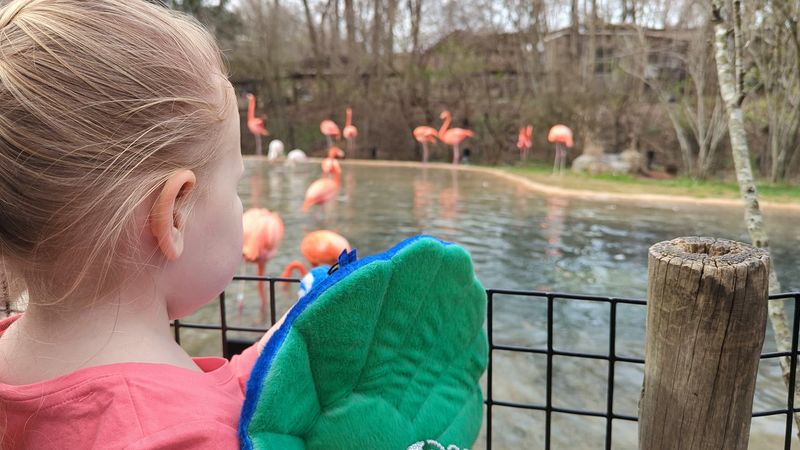 Meet the Flamingos That Steal the Show