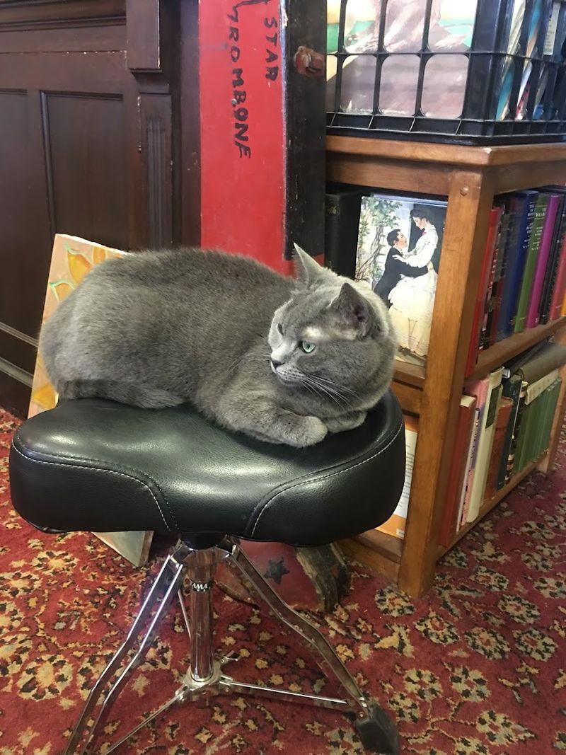 Meet the Friendly Cat Who Makes Browsing Even Better Meet the Friendly Cat Who Makes Browsing Even Better