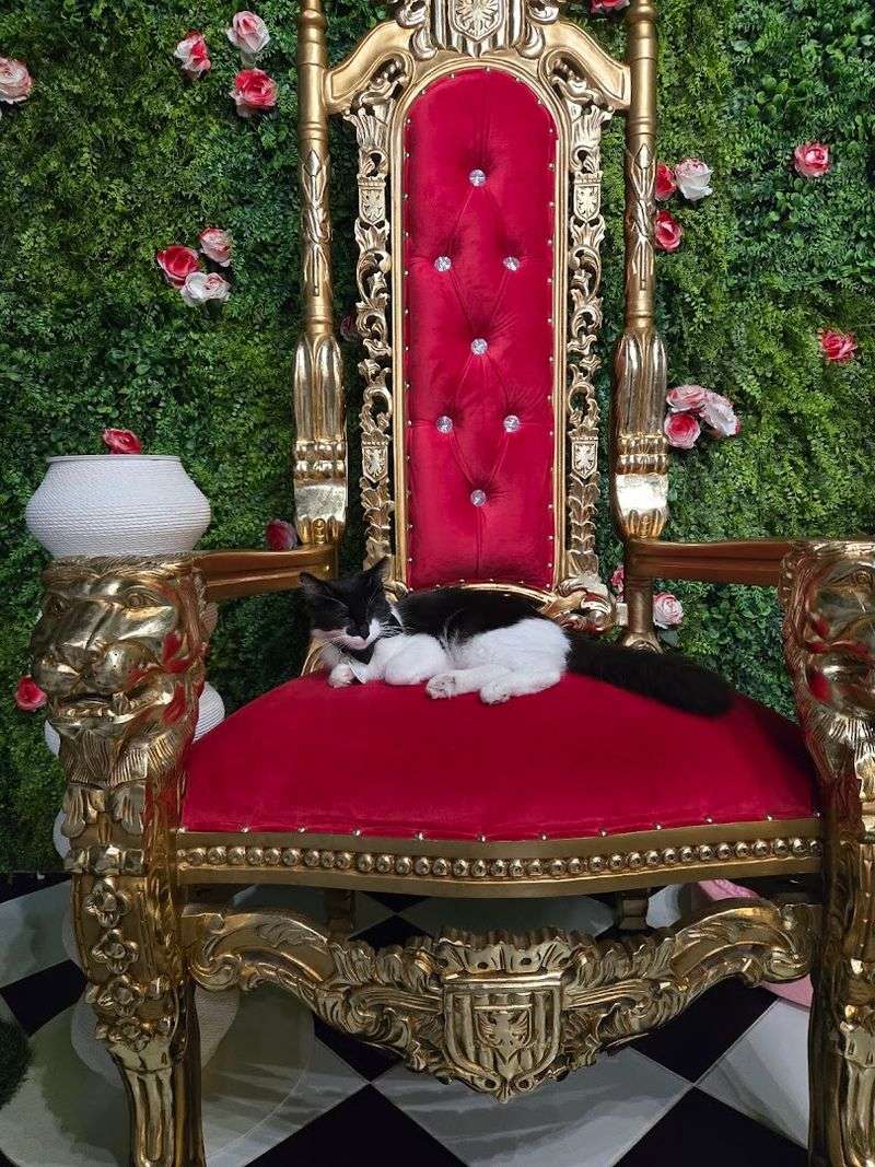 Meet the Regal Residents Looking for Forever Homes