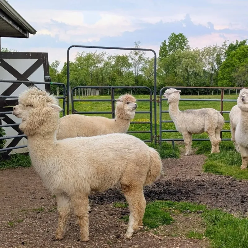 Midway to Heaven Alpaca Farm (Delaware, OH) Midway to Heaven Alpaca Farm (Delaware, OH)