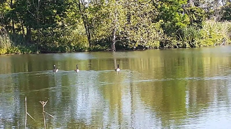 Migrating Birds Make This Park a Year-Round Hot Spot