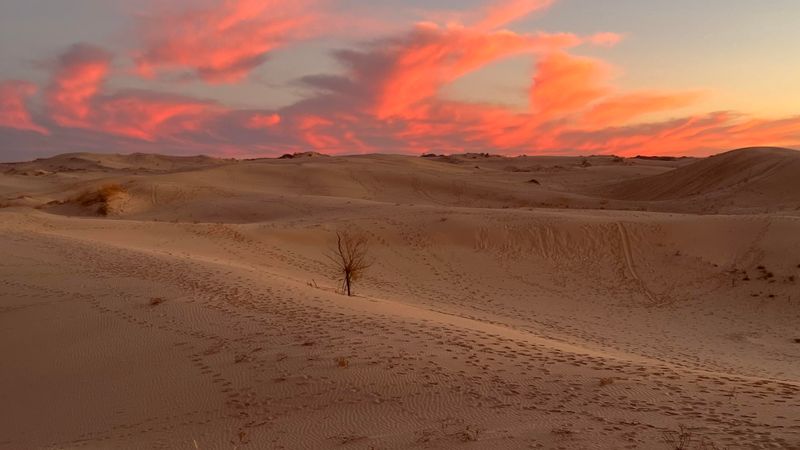 Monahans Sandhills State Park (Monahans)