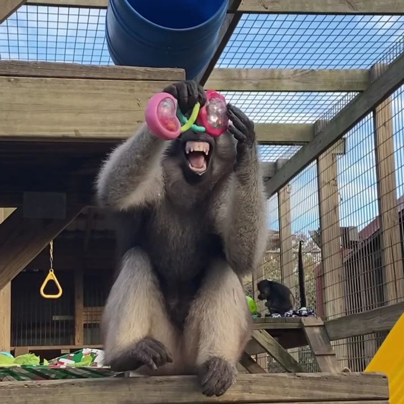 Monkeys, Bears, and Unexpected Friendships Monkeys, Bears, and Unexpected Friendships