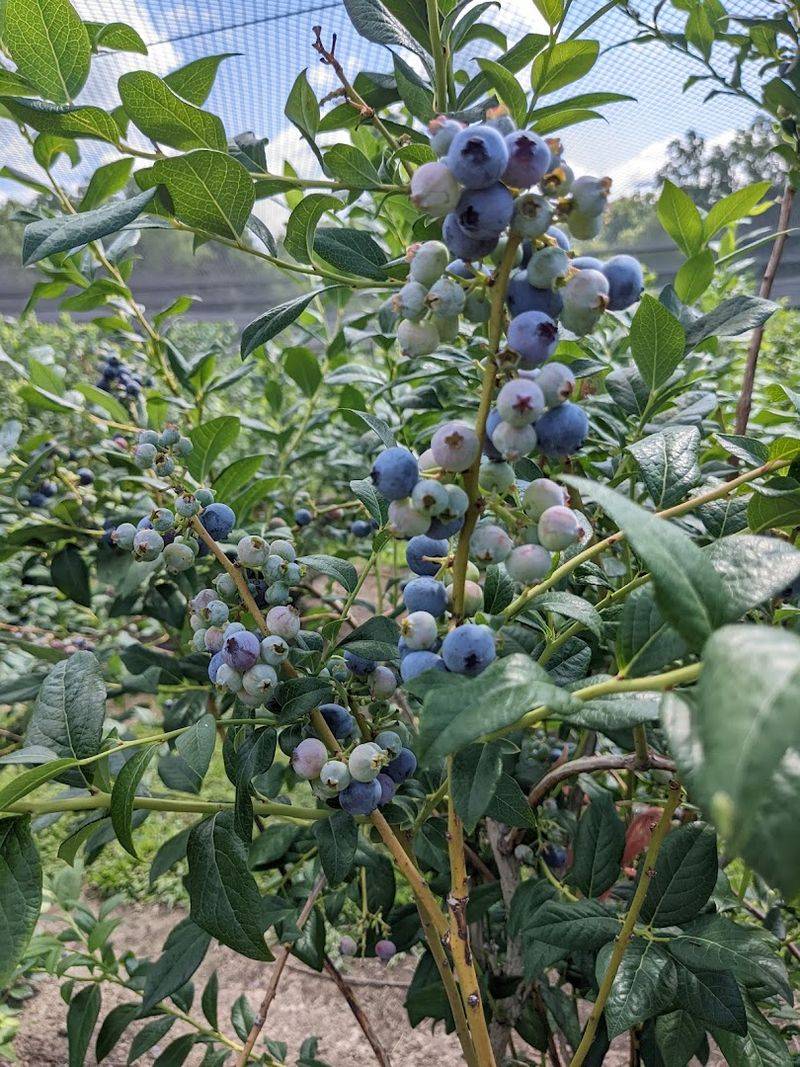 Moon Berry Farm - Homeworth, Columbiana County Moon Berry Farm - Homeworth, Columbiana County