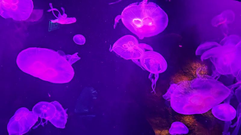 Moon Jellyfish, Dim Lighting, and the Aquarium's Most Calming Corner Moon Jellyfish, Dim Lighting, and the Aquarium's Most Calming Corner