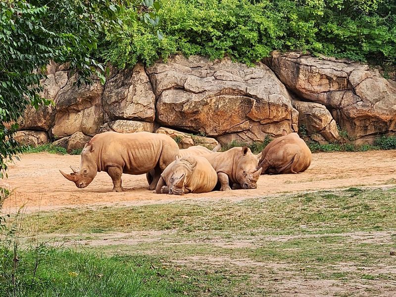 More Incredible Animals to See Around the Zoo