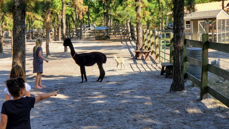 More Than 30 Huacaya Alpacas Bring Plenty of Fluffy Personality to Every Walk
