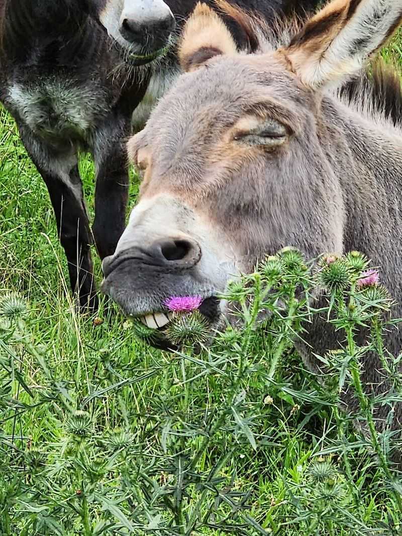 More than alpacas - meet goats, sheep, and donkeys too