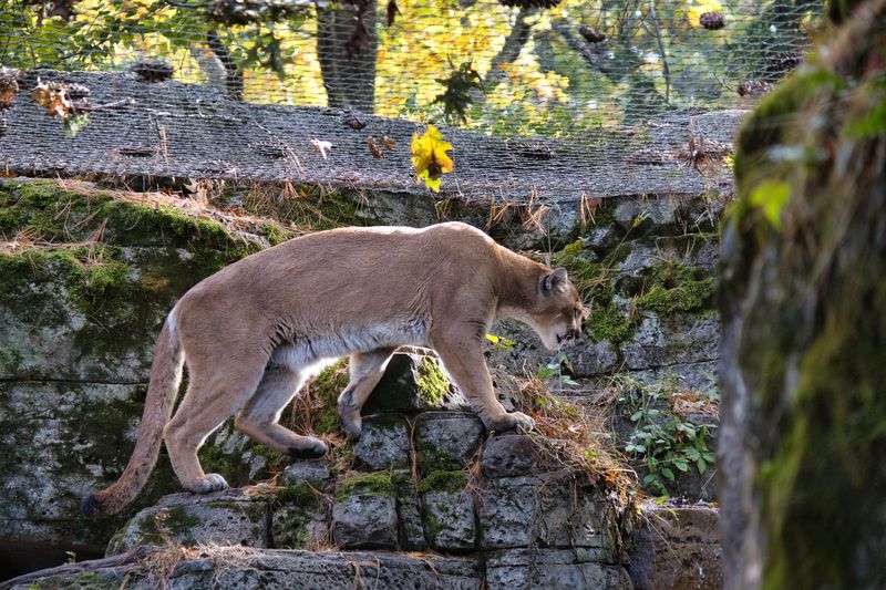 Mountain Lions, Red Wolves, and Giant Anteaters Make the Animal Lineup Surprisingly Big Mountain Lions, Red Wolves, and Giant Anteaters Make the Animal Lineup Surprisingly Big