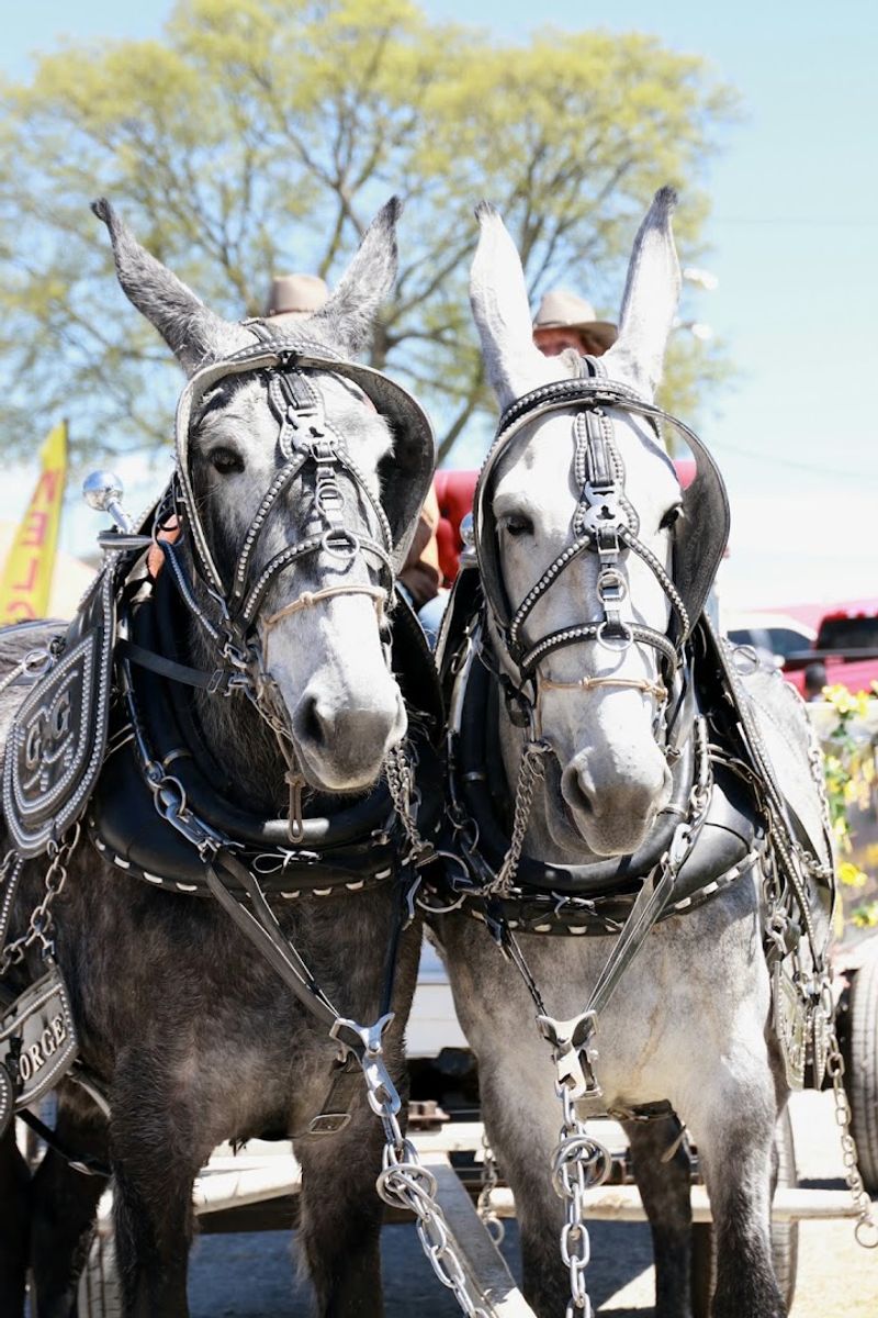 Mule Day — Columbia