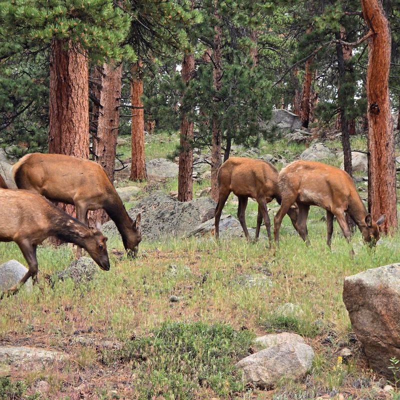Elk on the Lawn, River Through Town Elk on the Lawn, River Through Town