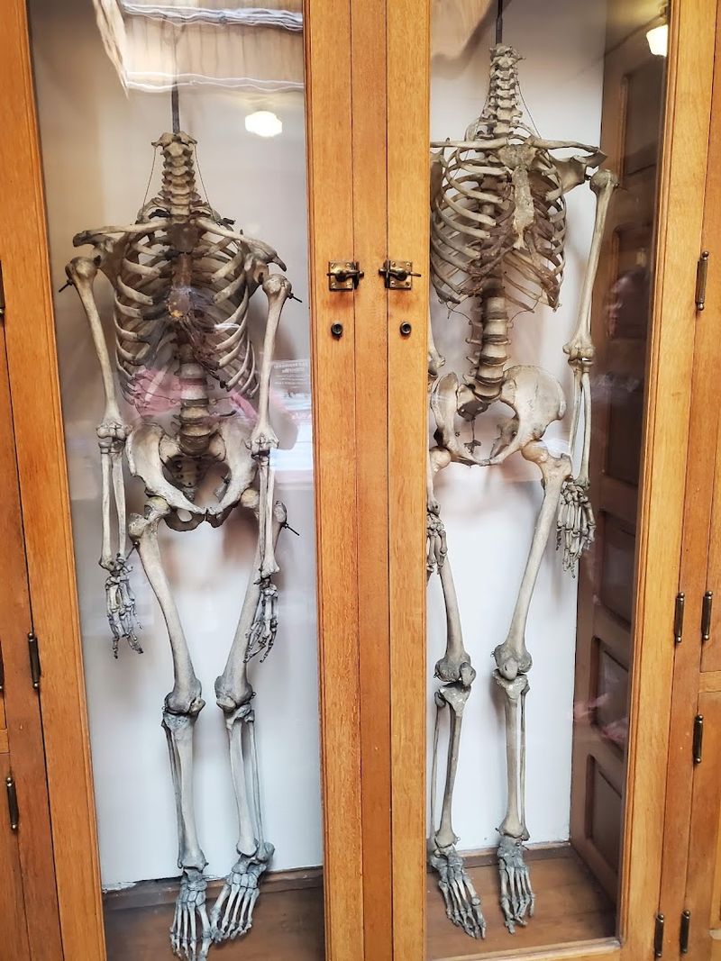 A Human Story Running Beneath the Specimens