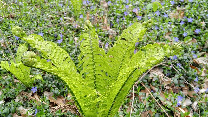 Native Wildflowers Rare Ferns and Seasonal Colors Reward a Slower Walk Native Wildflowers Rare Ferns and Seasonal Colors Reward a Slower Walk