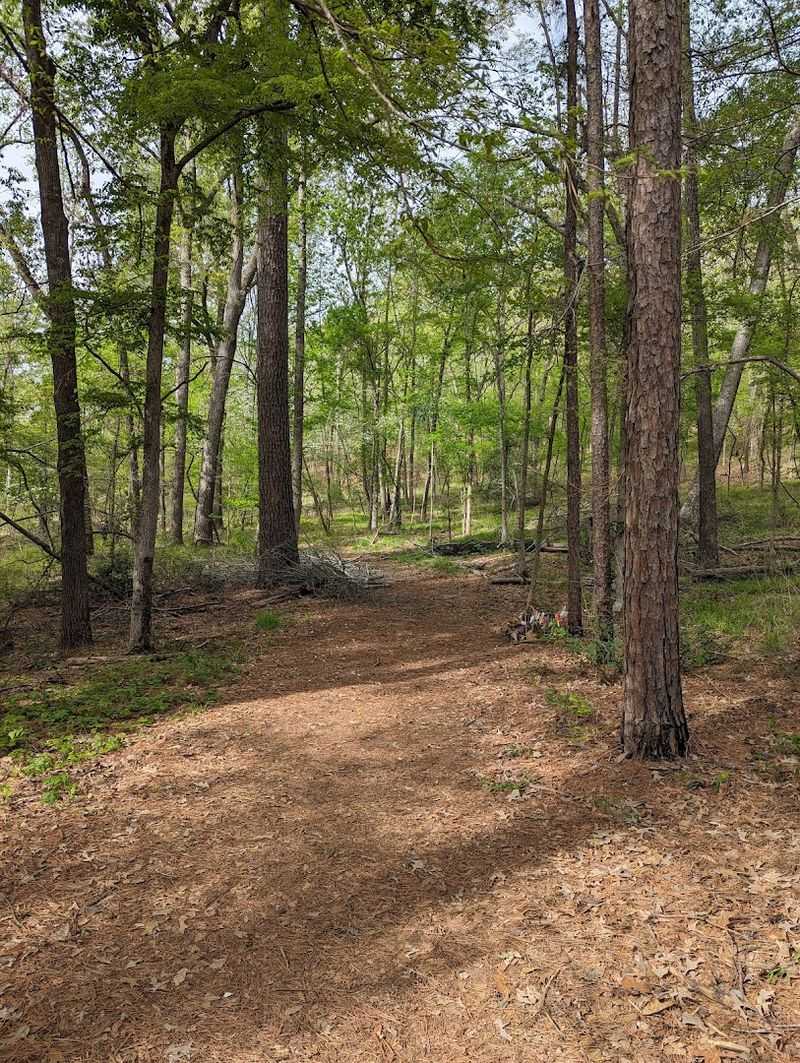 Network of Hiking Trails Through Hill Country Forest Network of Hiking Trails Through Hill Country Forest