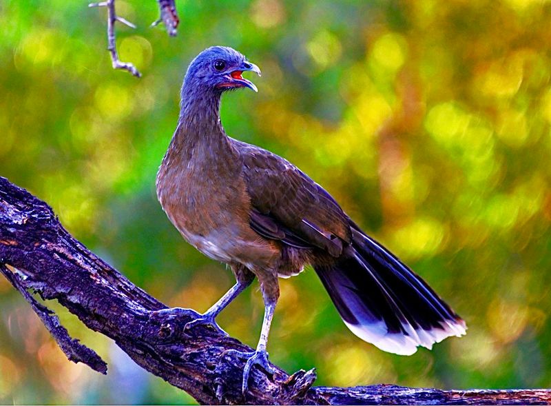 Night Programs Reveal After-Dark Wildlife Secrets Night Programs Reveal After-Dark Wildlife Secrets
