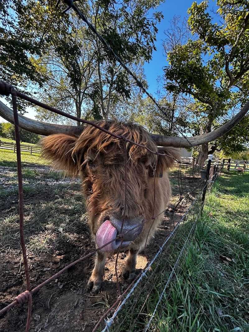 Up-Close Encounters With Majestic Highland Cattle Up-Close Encounters With Majestic Highland Cattle