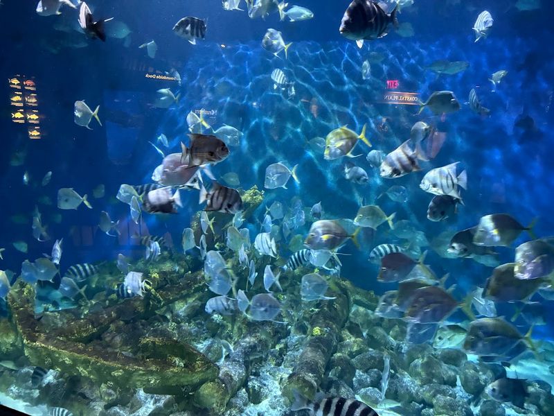 North Carolina Aquarium At Pine Knoll Shores North Carolina Aquarium At Pine Knoll Shores