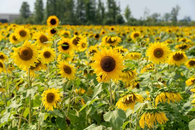 Ohio Sunflower Road Trip Tips Ohio Sunflower Road Trip Tips