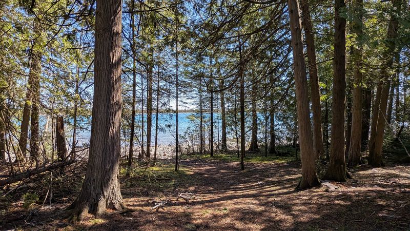Old-Growth Forest That Survived the Logging Era