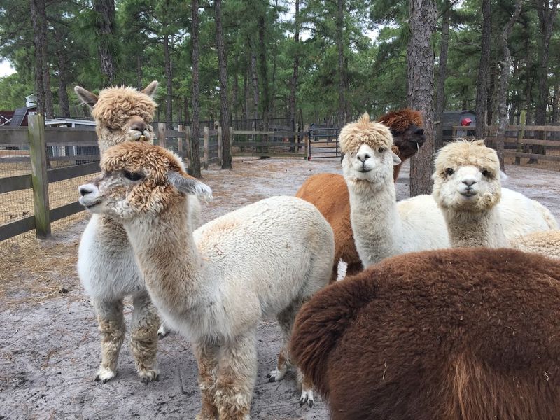 One-Mile Alpaca Hikes Wind Through the Farm’s Peaceful Wooded Trails