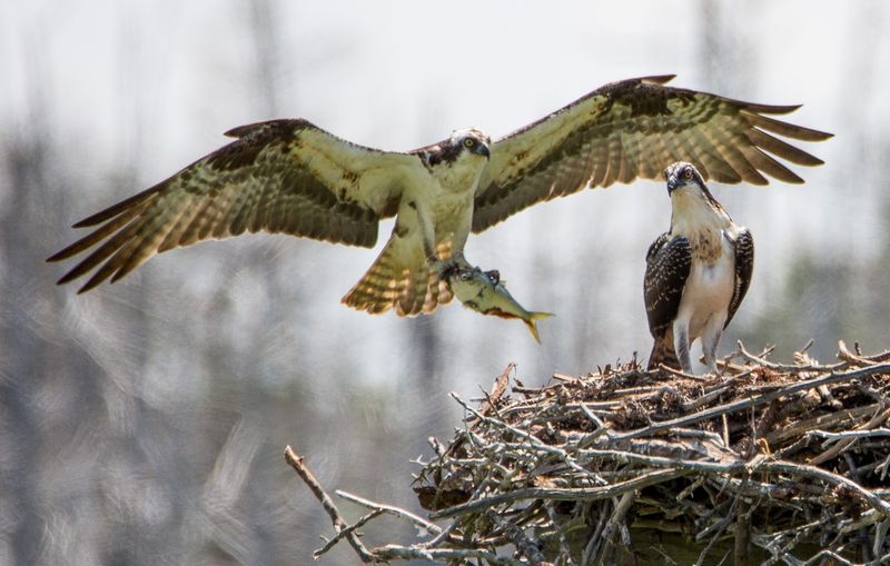 Ospreys Herons and Ghost Trees Give the Landscape Its Wild Edge Ospreys Herons and Ghost Trees Give the Landscape Its Wild Edge
