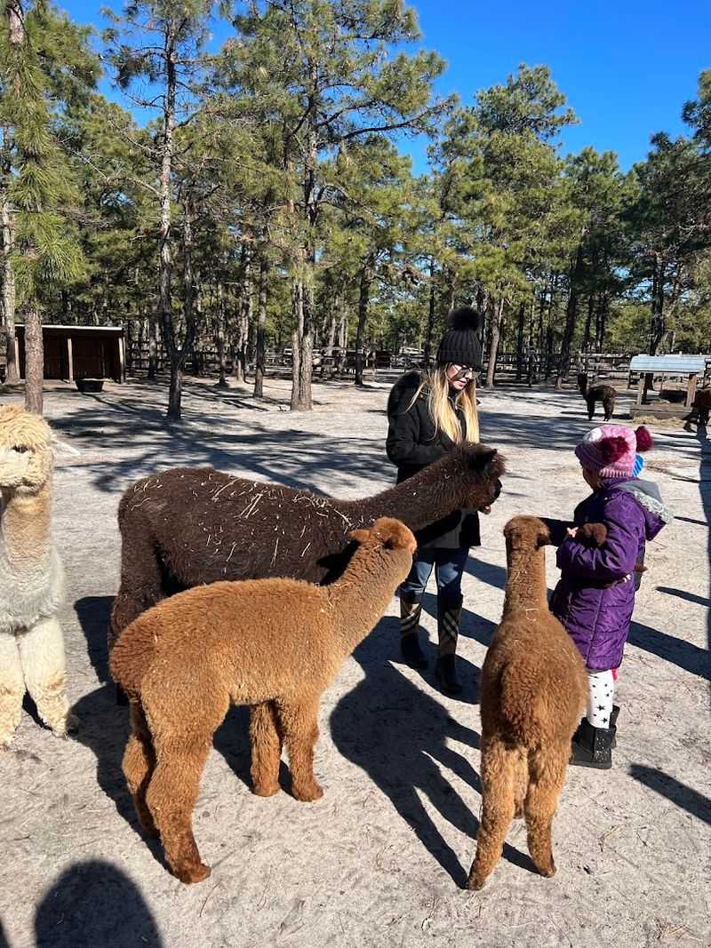 Out of Sight Alpacas Has Been Welcoming Animal Lovers to Waretown Since 2010