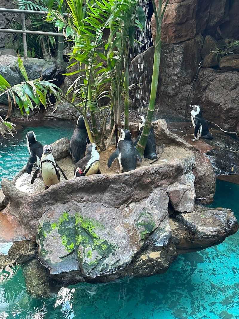 Outdoor Penguin Habitat Offers Adorable Entertainment Outdoor Penguin Habitat Offers Adorable Entertainment
