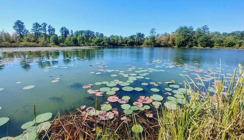 Outdoor Recreation in the Piney Woods Outdoor Recreation in the Piney Woods