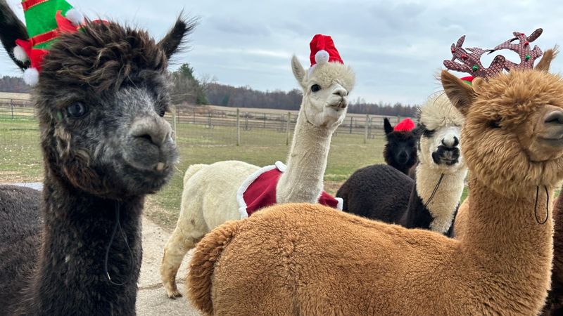 Outlaw Farm Alpacas (Grafton, OH) Outlaw Farm Alpacas (Grafton, OH)