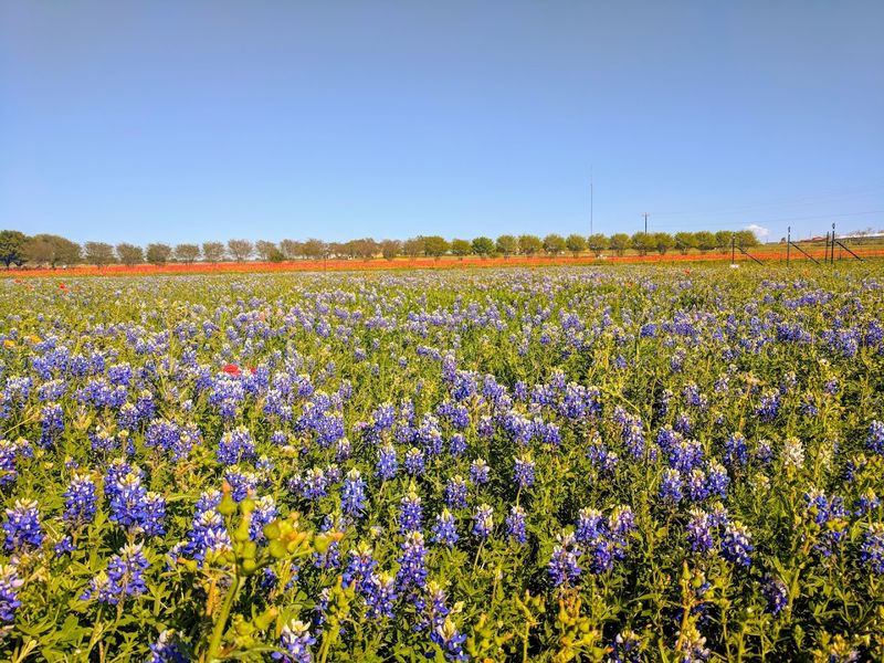 Painting-Like Wildflower Fields Painting-Like Wildflower Fields