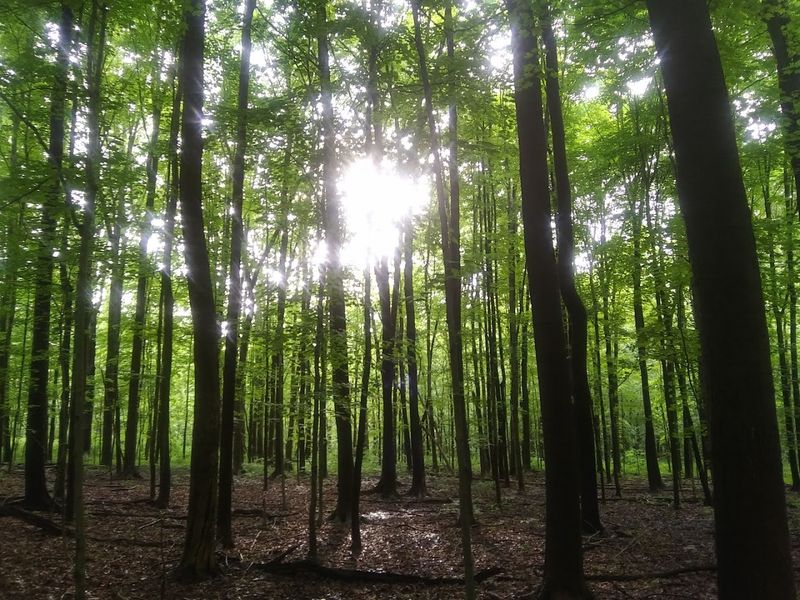 Peaceful Forest And Hemlock Views