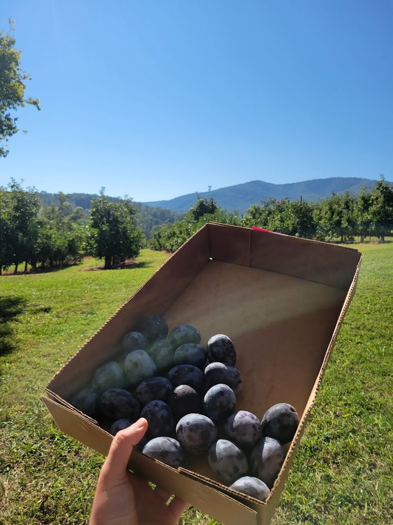 Perfect Fall Activity For Families And Kids Perfect Fall Activity For Families And Kids
