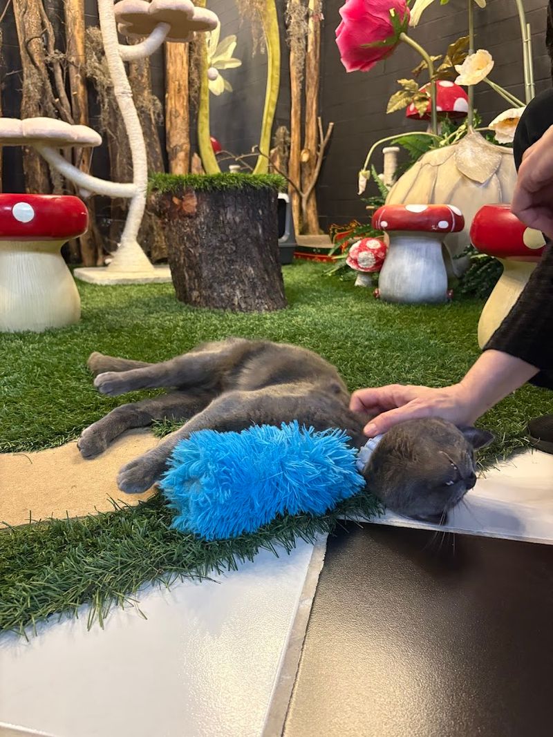 Perfect for Cat Lovers Missing Their Own Furbabies