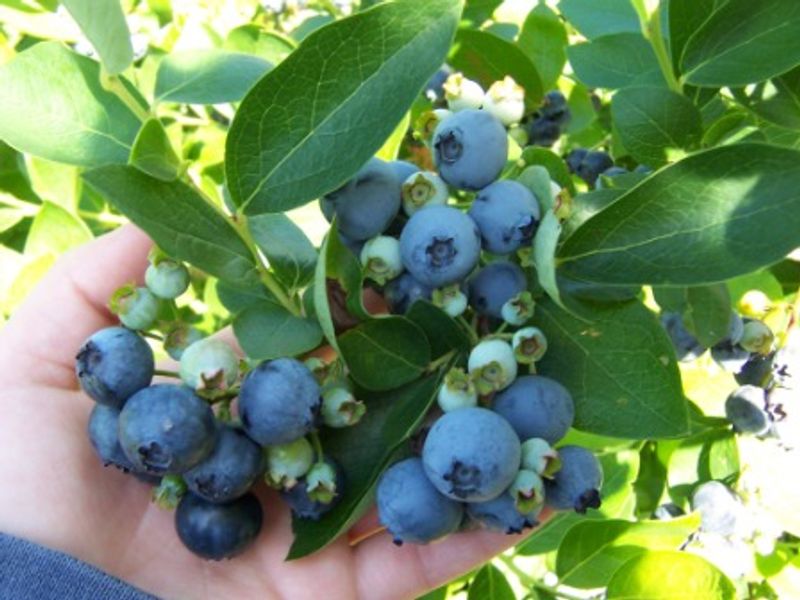 Pick-Your-Own Blueberries and the Fields Behind the Fun